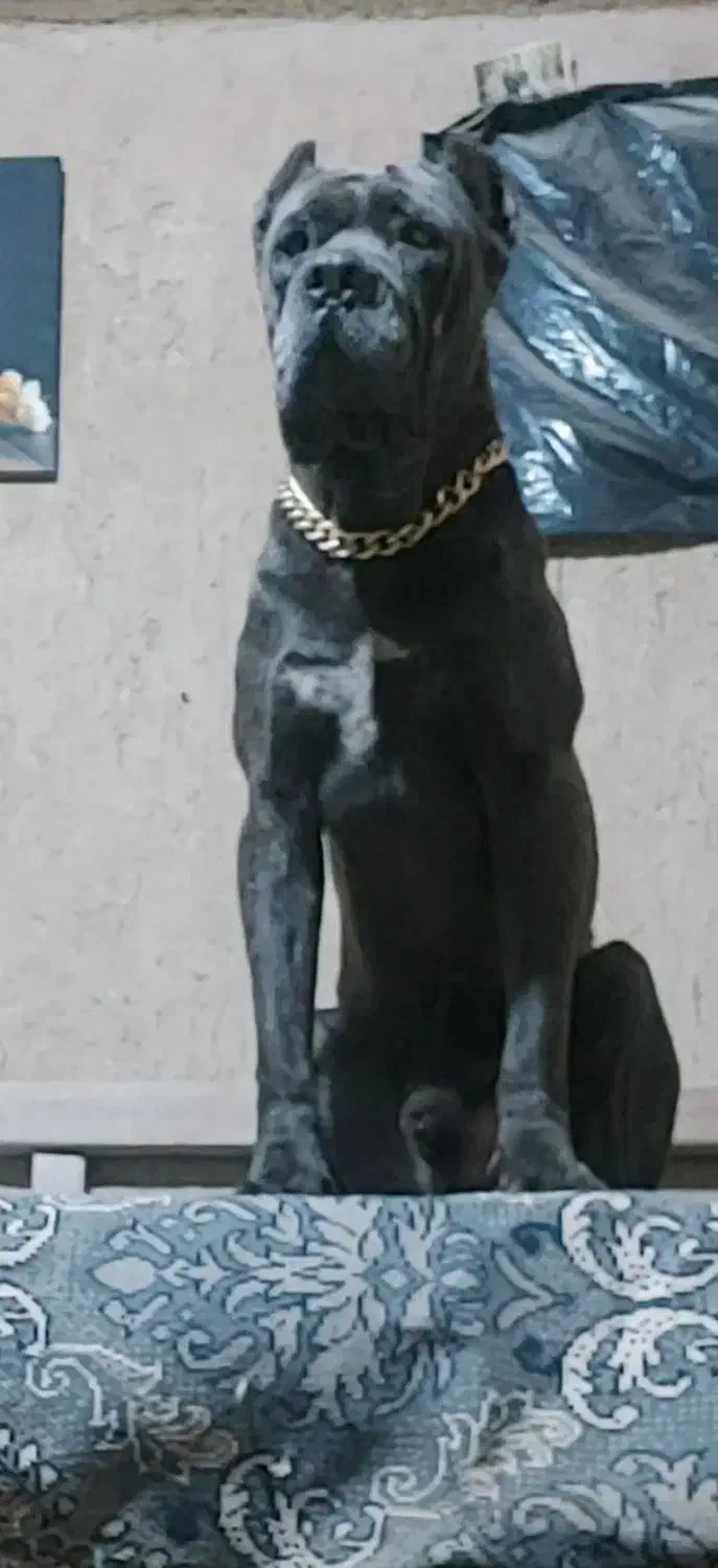 سگ کنکورسو ماستیف هیولا|سگ|تهران, شهرک آزمایش|دیوار