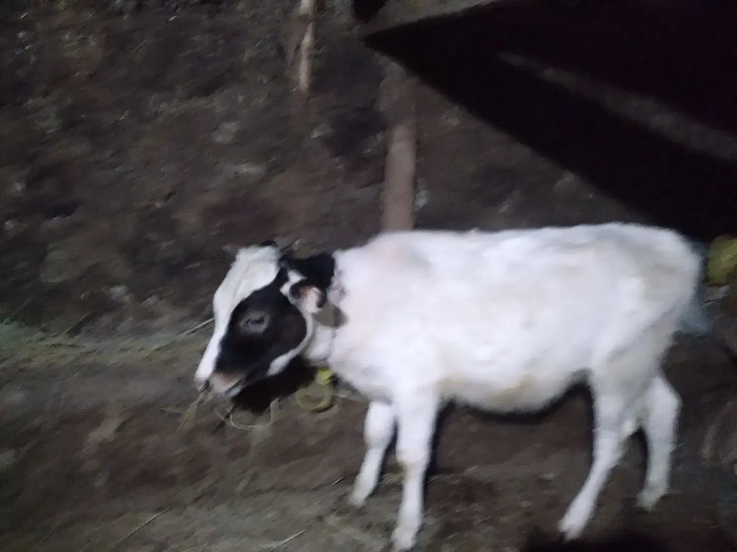 ۲عددگاو باگوساله هاش آبستن ۶ماهه|حیوانات مزرعه|عنبران, |دیوار