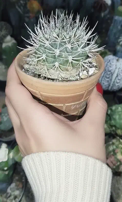 pyrhocactus bulbocalyx vs61|گل و گیاه طبیعی|خسروشاه, |دیوار