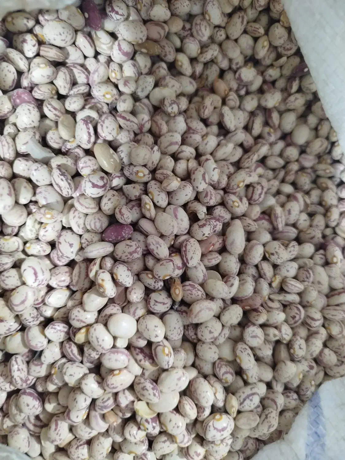 فروش لوبیا چیتی|خوردنی و آشامیدنی|بهمن صغاد, |دیوار