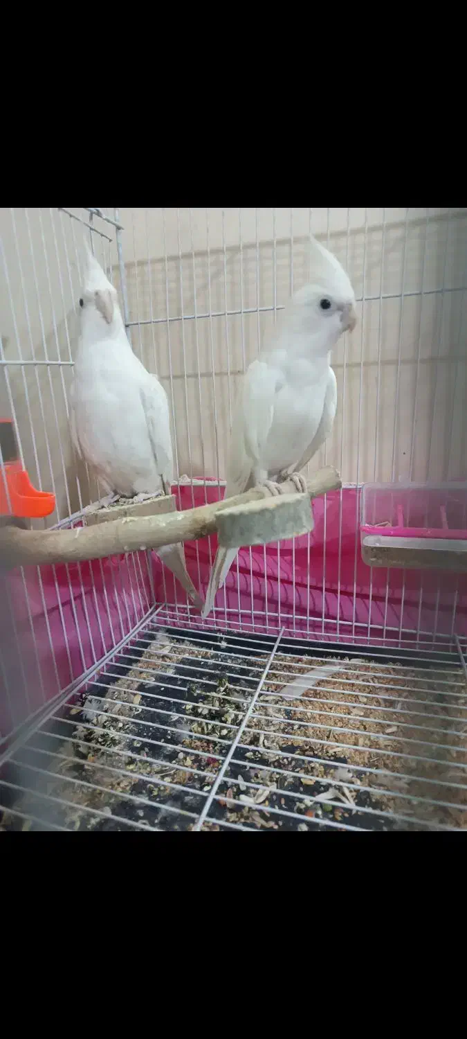 عروس هلندی|پرنده|کوهسرخ, |دیوار