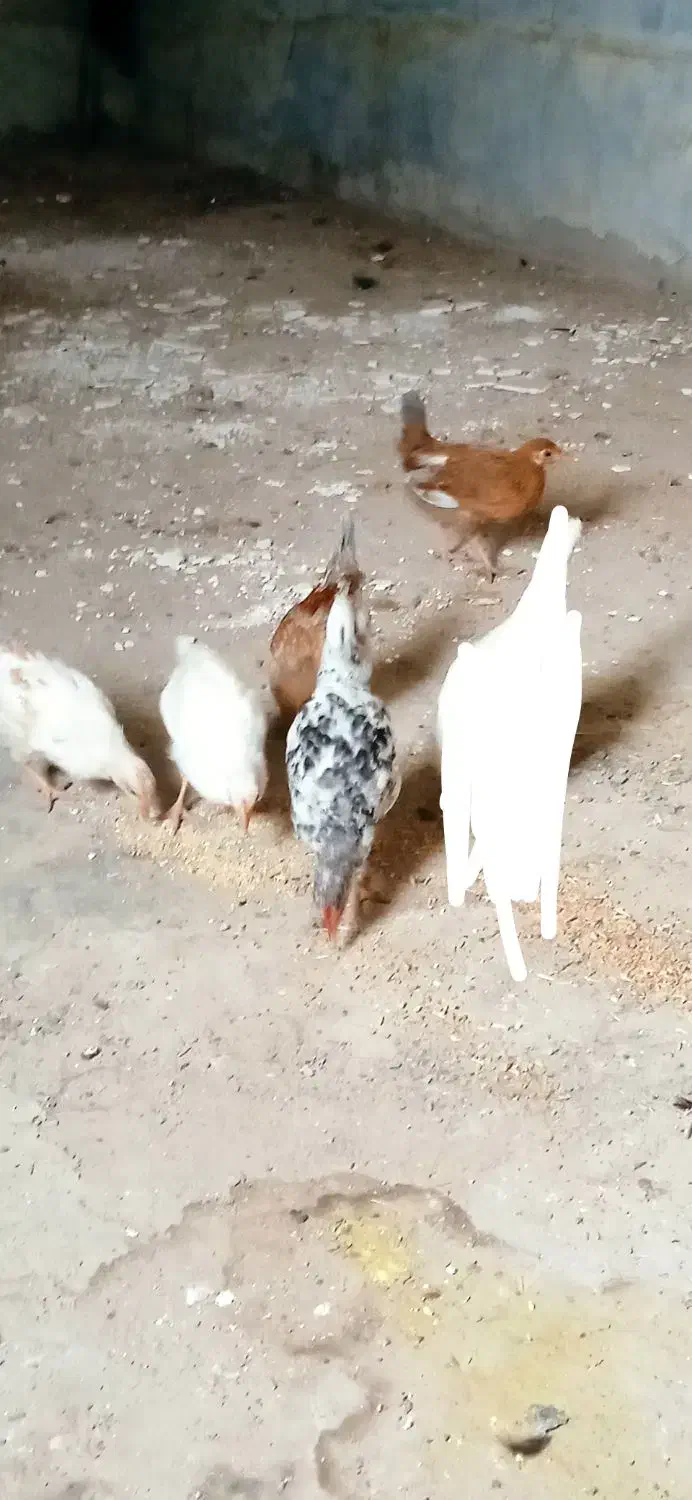 نیمچه|حیوانات مزرعه|رامهرمز, |دیوار