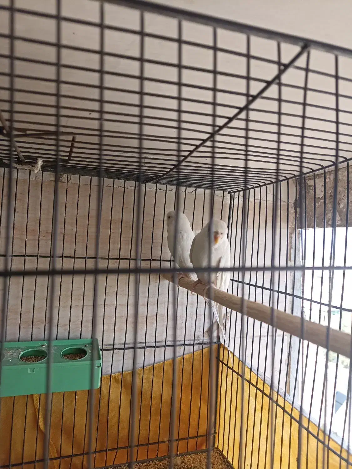 مرغ عشق سفید|پرنده|قم, شهرک مهدیه (مدرس)|دیوار