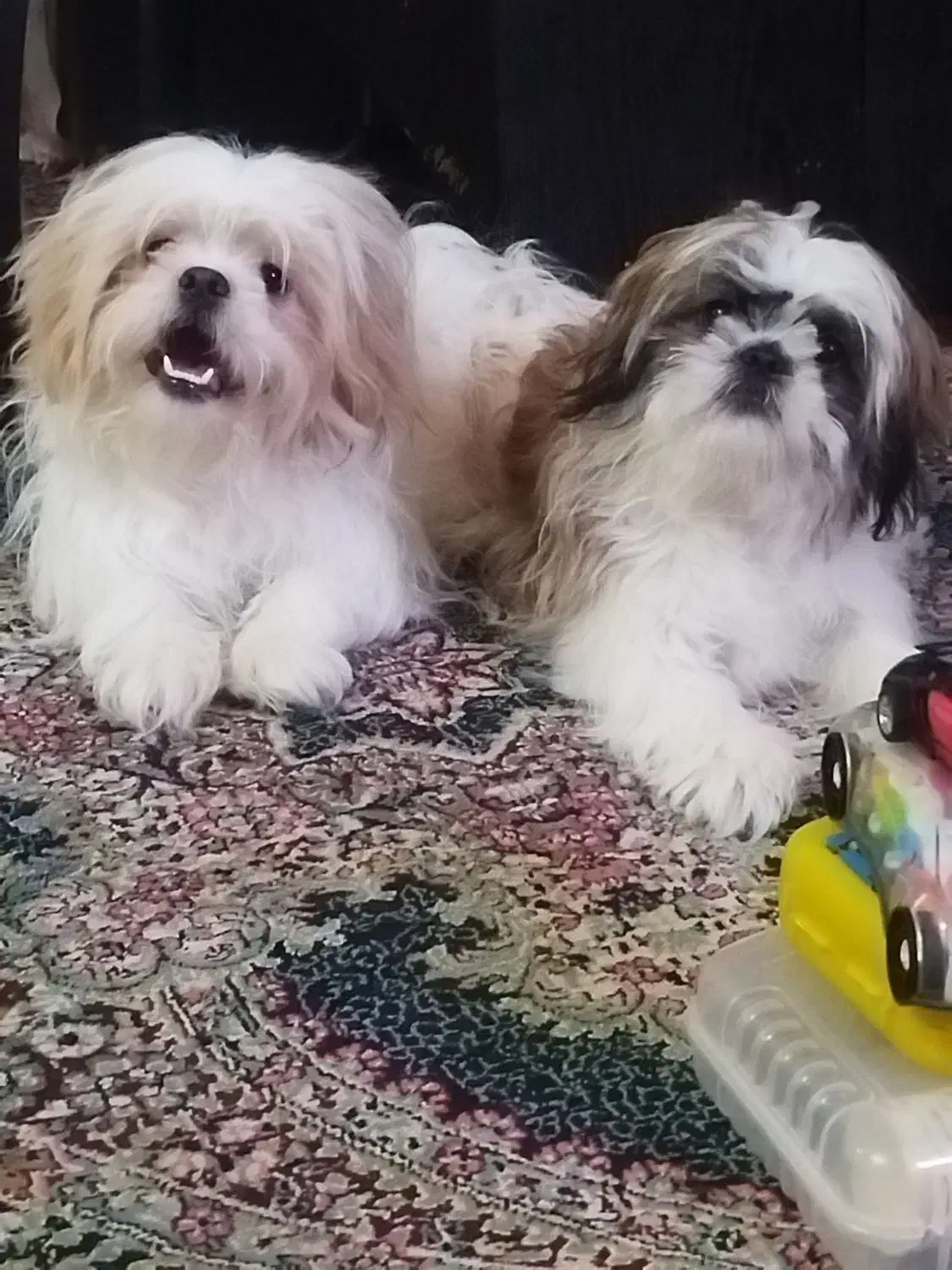 فروش دوعدد سگ|سگ|کرمان, |دیوار