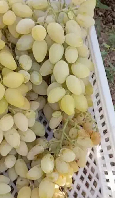 انجیر و میو|گل و گیاه طبیعی|نمشیر, |دیوار