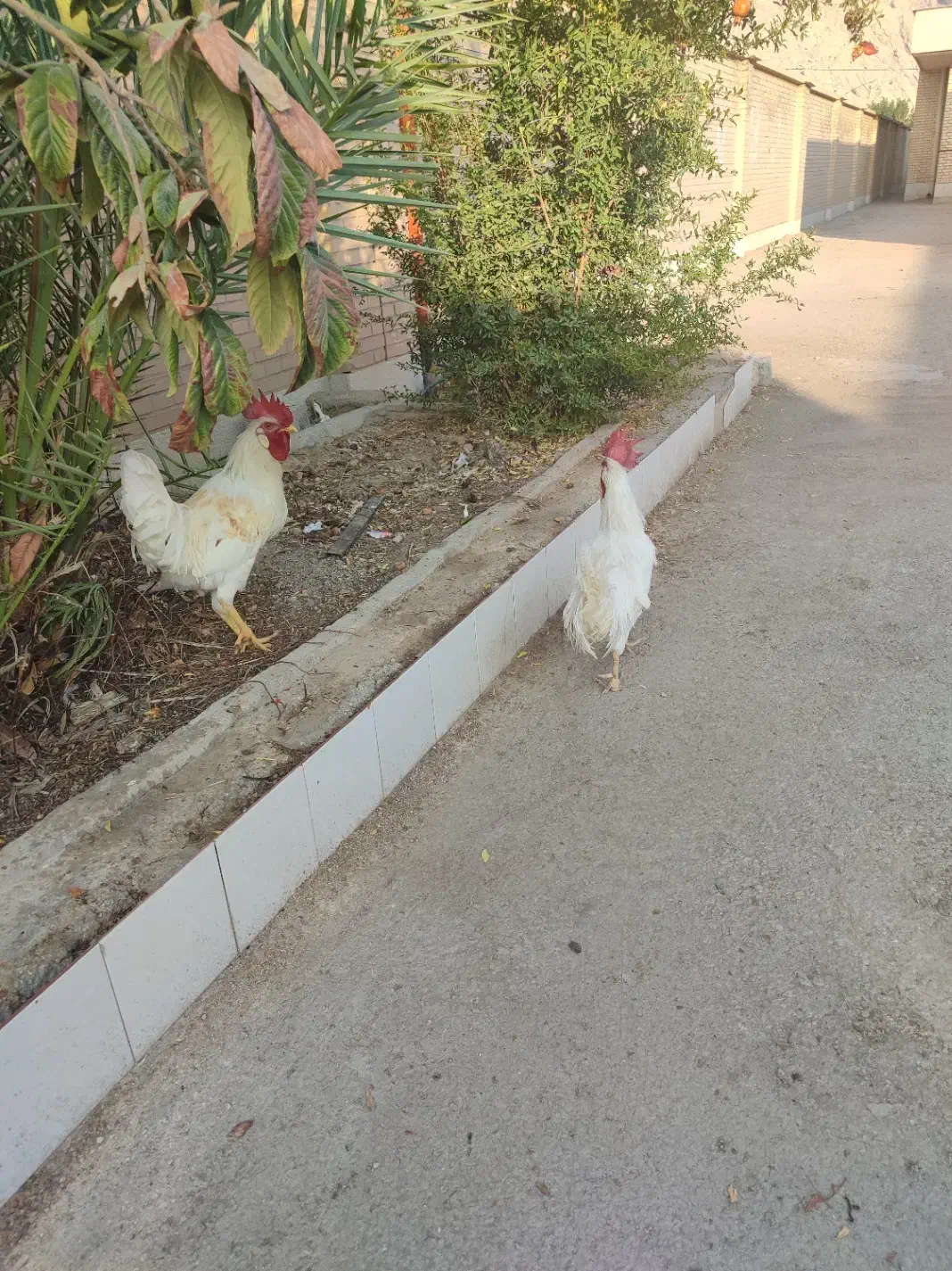 خروس فروشی|حیوانات مزرعه|زرقان, |دیوار