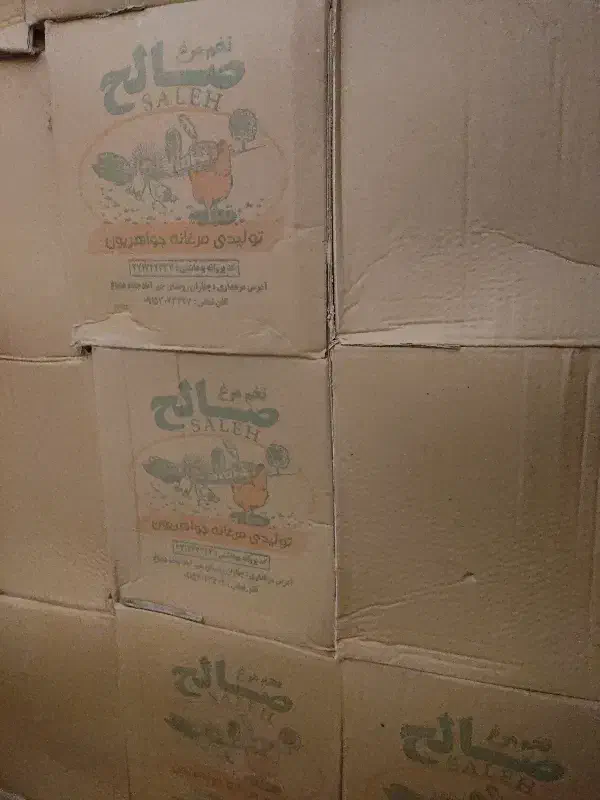 تخم مرغ کلی|خوردنی و آشامیدنی|تربت جام, المهدی|دیوار