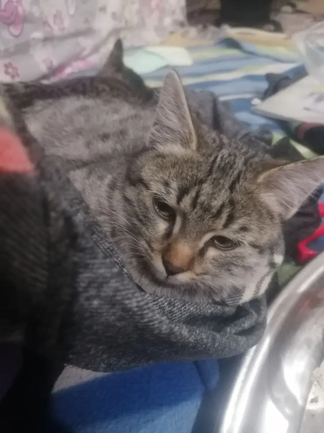 بچه گربه|گربه|نیشابور, میدون بار|دیوار