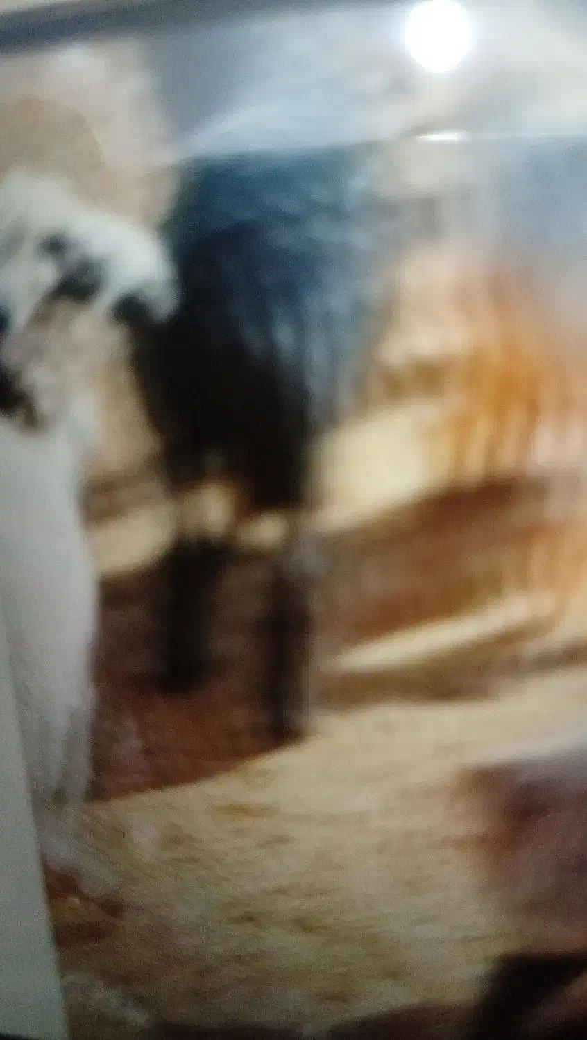 فروش بره گوسفند|حیوانات مزرعه|پاسارگاد, |دیوار