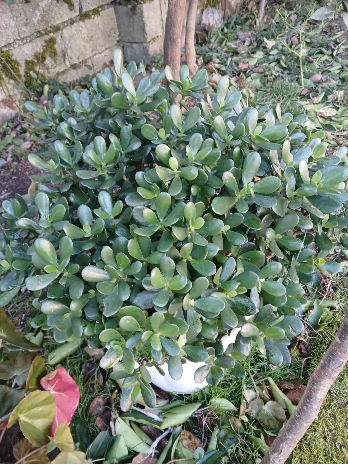 گل یشم|گل و گیاه طبیعی|اسالم, |دیوار