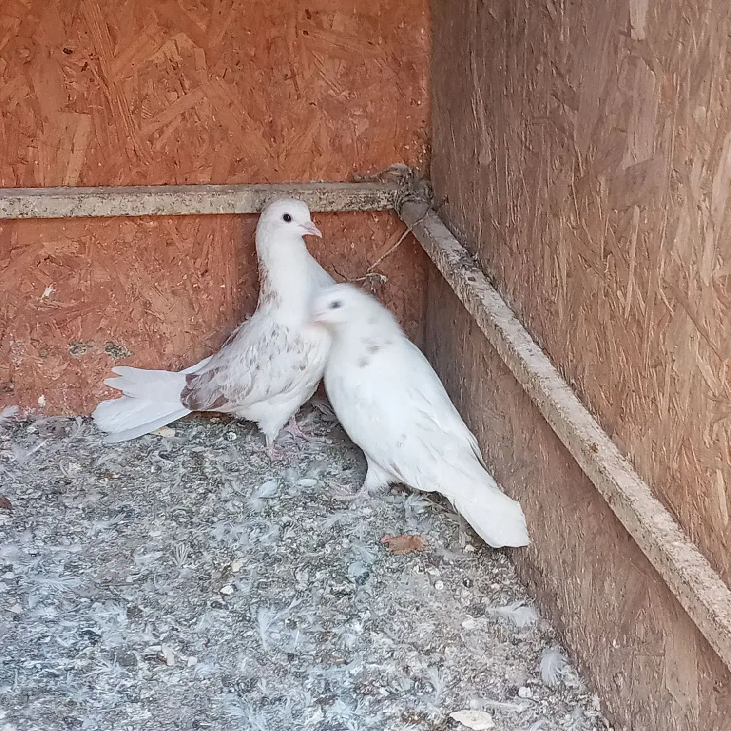 جوجه کبوتر|پرنده|خمینی‌شهر, |دیوار