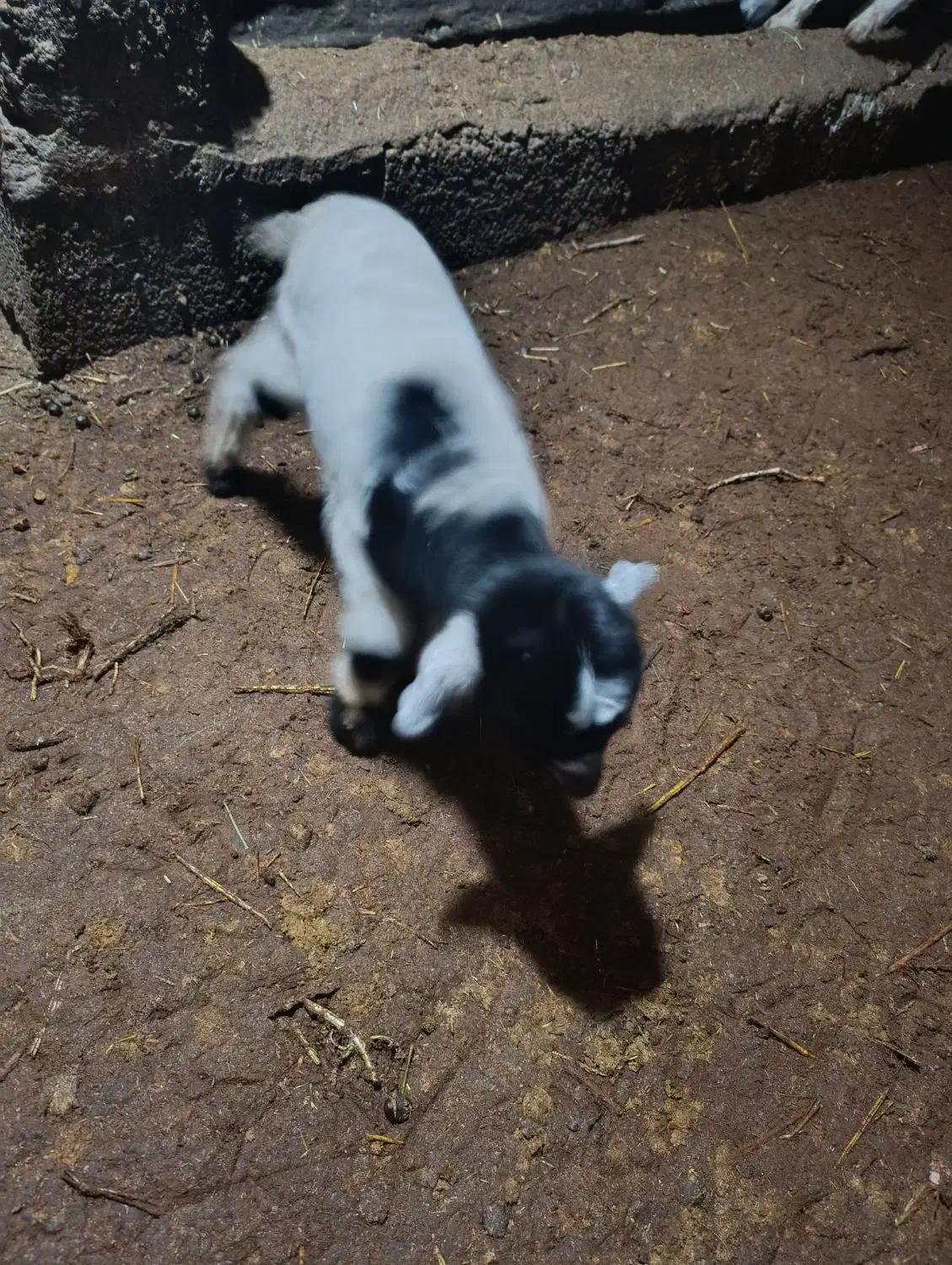 بز شیری|حیوانات مزرعه|بستان آباد, |دیوار