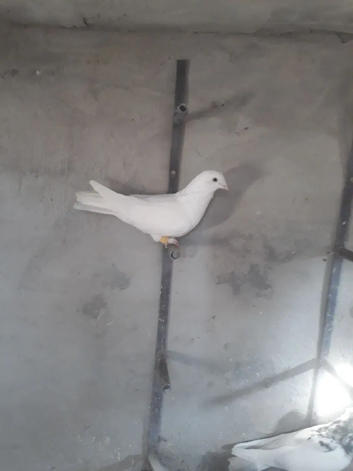 کفتر|پرنده|شیراز, شهرک پرواز|دیوار