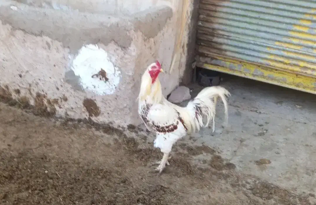 ...|حیوانات مزرعه|شوشتر, |دیوار