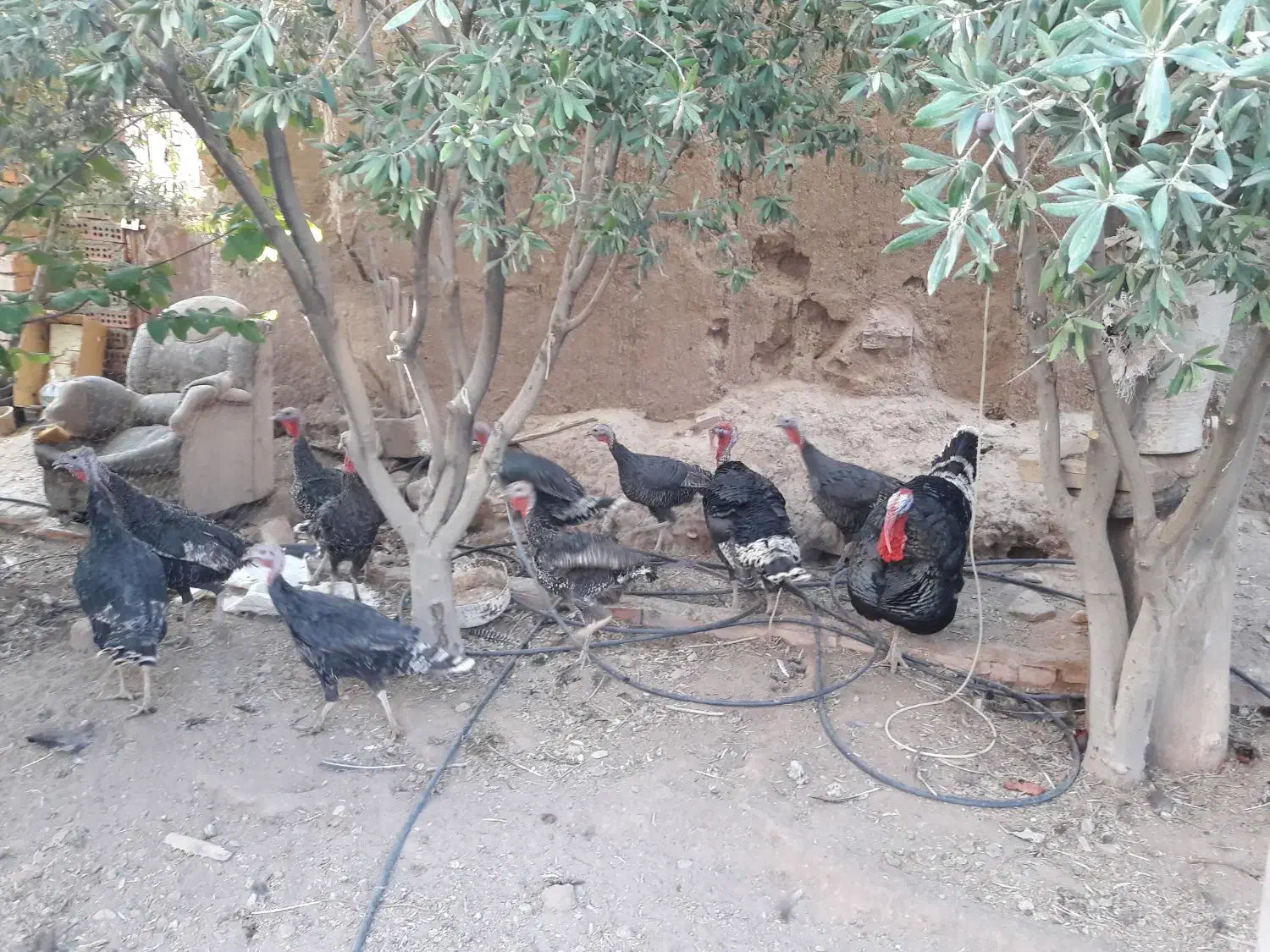 فروش بوقلمون برنز تخم گذار|حیوانات مزرعه|زرند, |دیوار