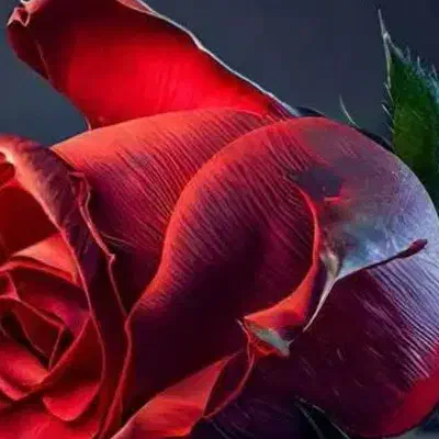 کارت ملی گم کردم|اشیا|تهران, فاطمی|دیوار