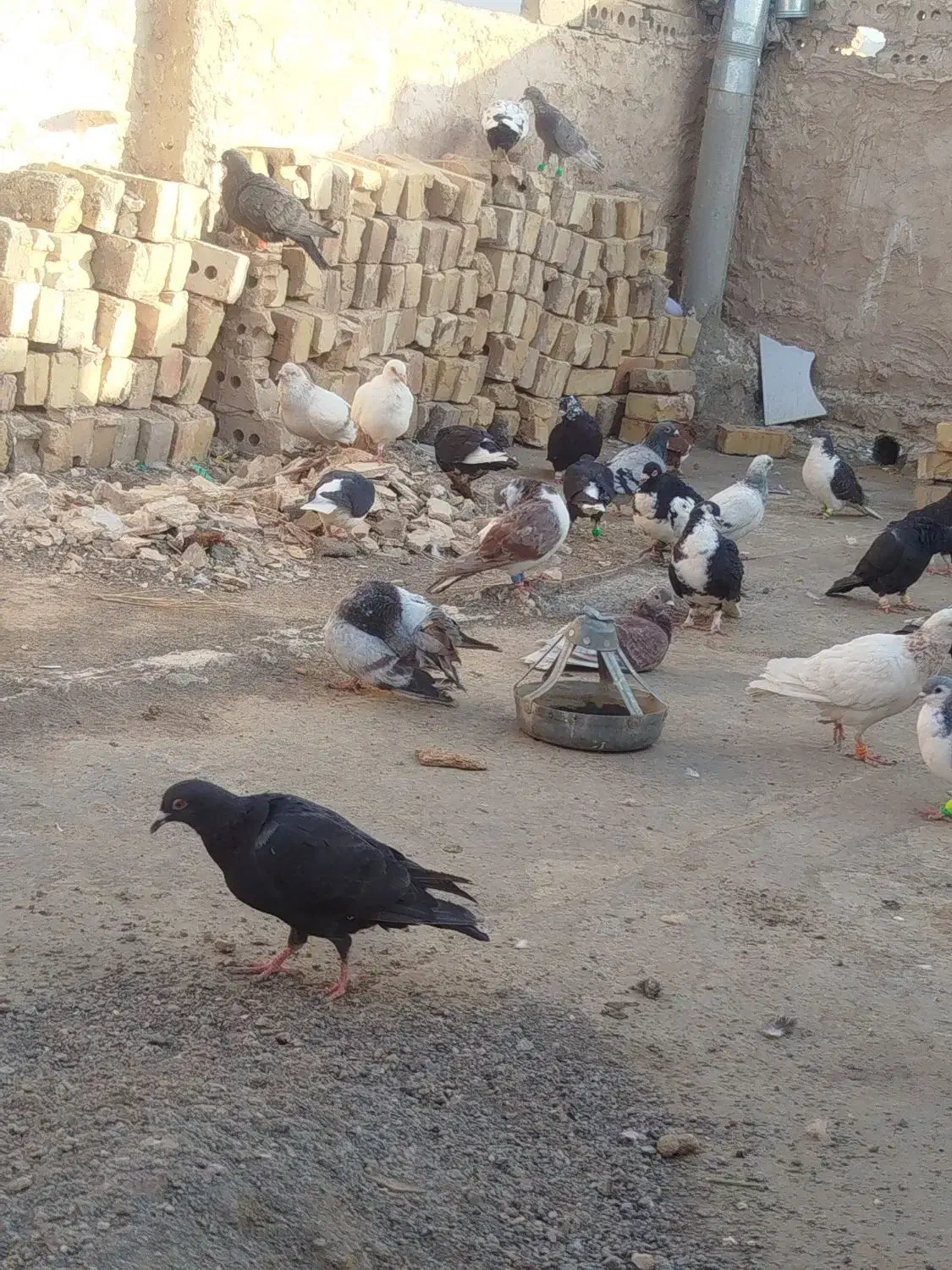 کفتر|پرنده|زاوه, |دیوار