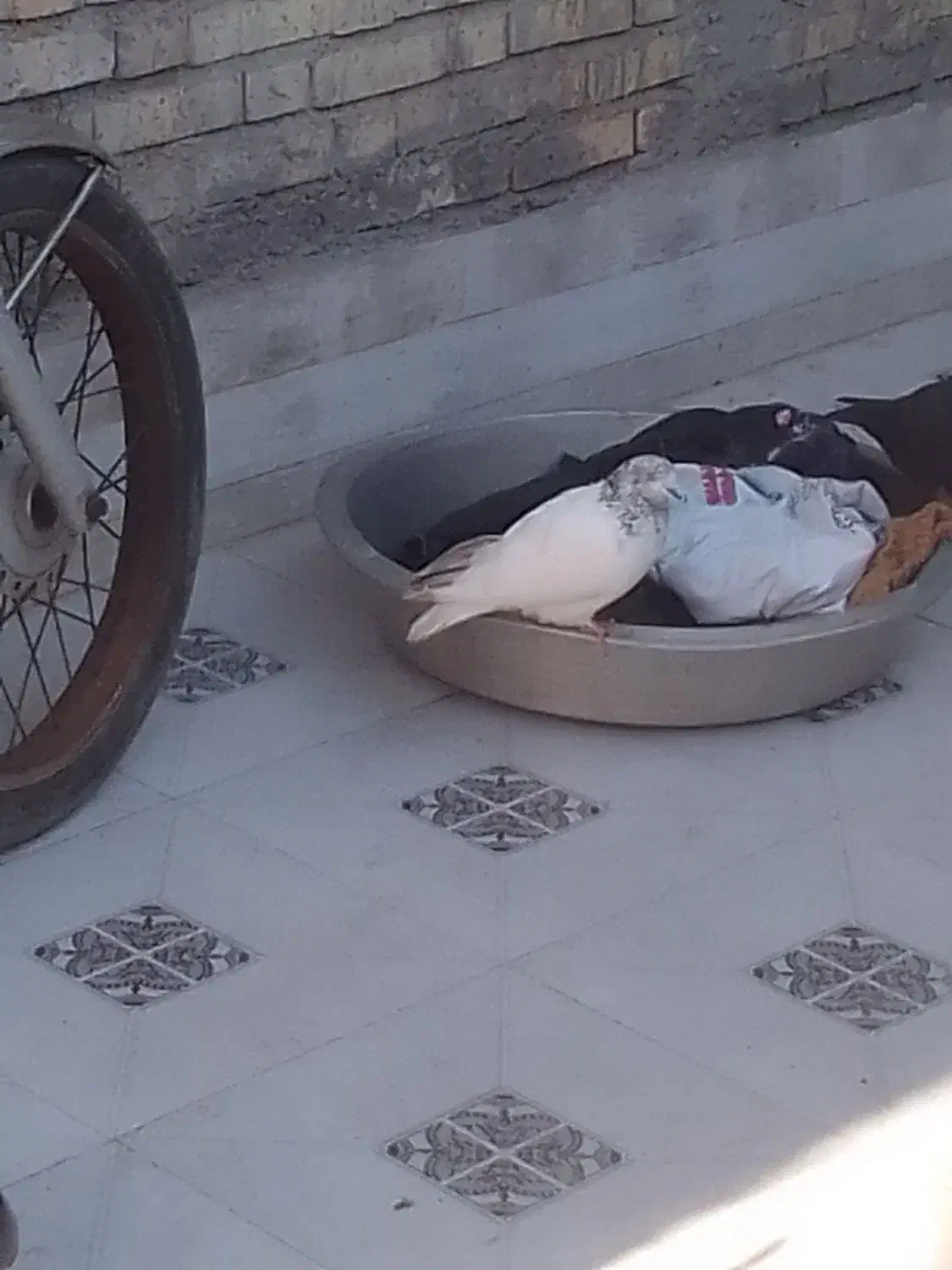 کبوتر رنگی|پرنده|خرمشهر, |دیوار