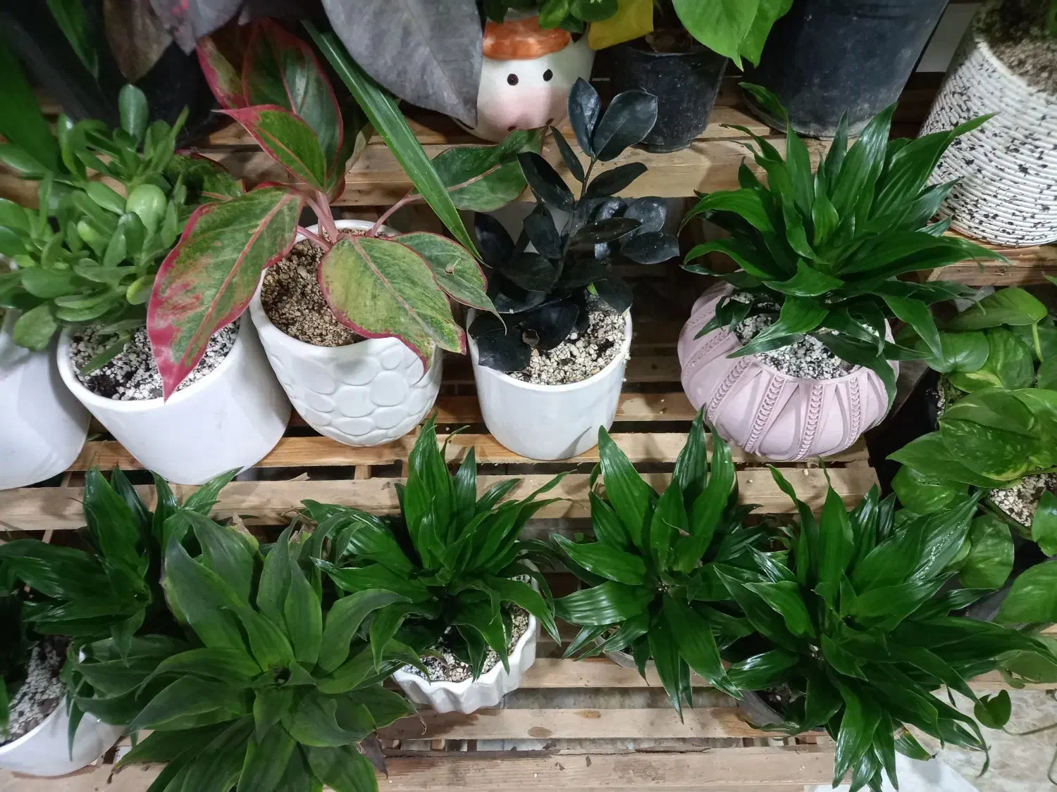 گلفروشی|گل و گیاه طبیعی|مشهد, رده|دیوار