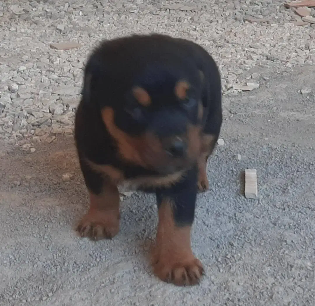 سگ رتوایلر|سگ|بهشهر, |دیوار