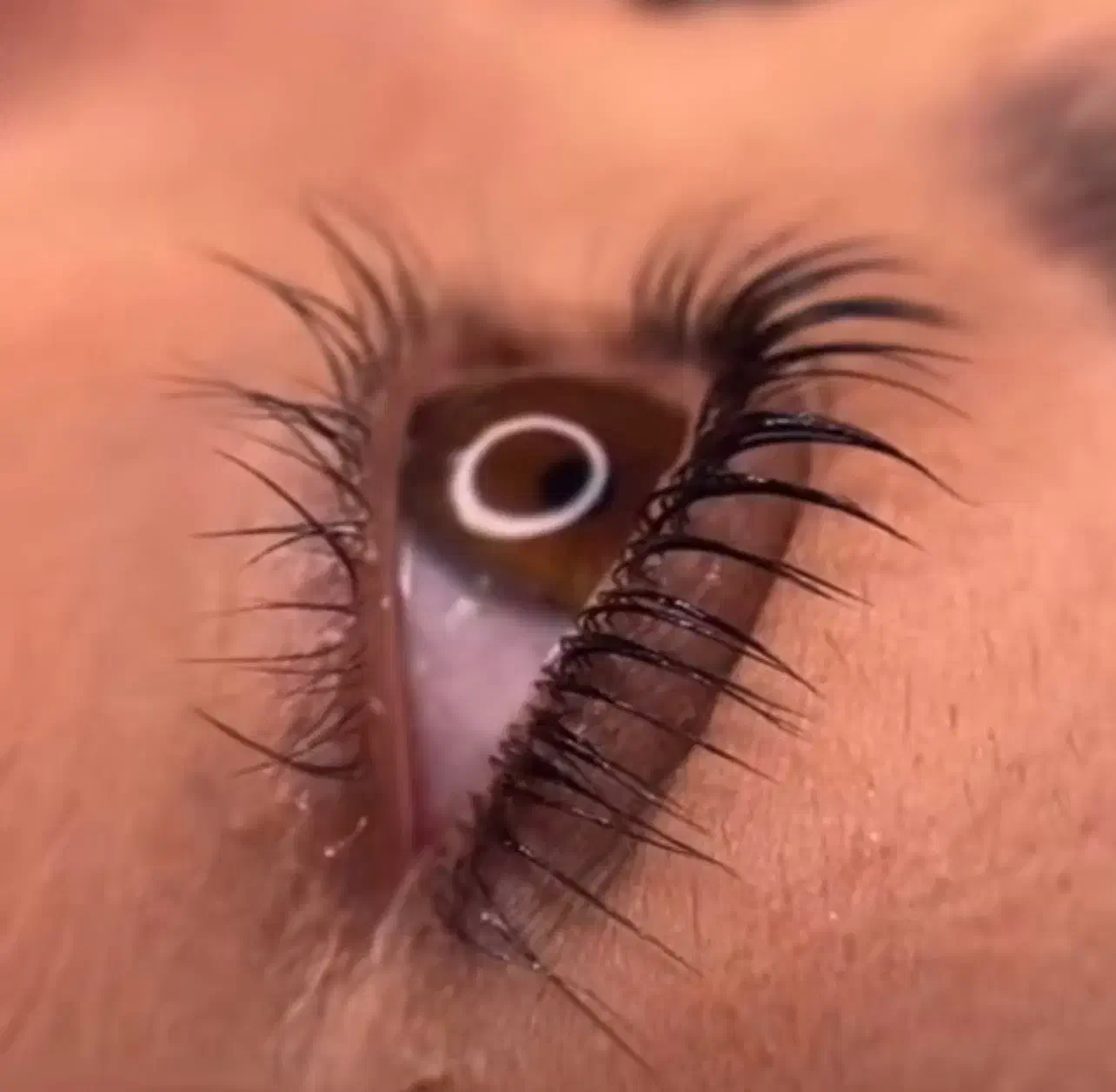 اموزش میکاپ شنیون کراتین کاشت ناخن مژه فیبروز|خدمات آموزشی|تبریز, |دیوار