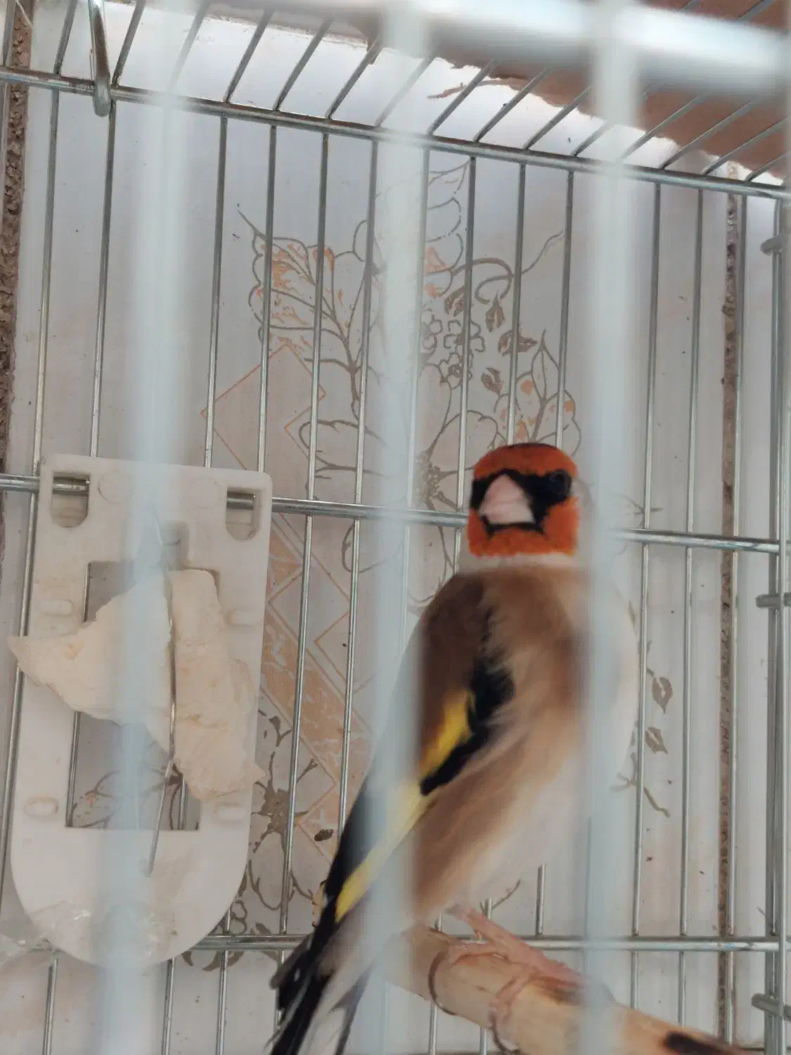 ۳ تا سهره درجه ۱ سردسیری کار درست|پرنده|تهران, جنت‌آباد مرکزی|دیوار