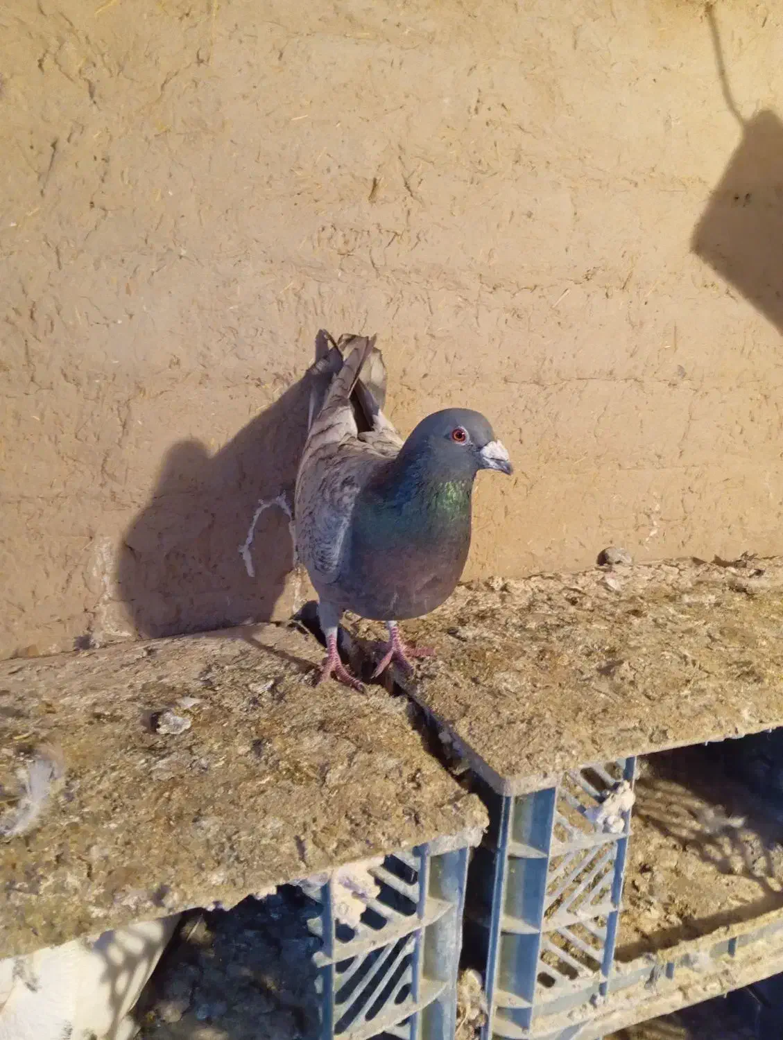 کبوتر پلاکی|حیوانات|میاندوآب, |دیوار