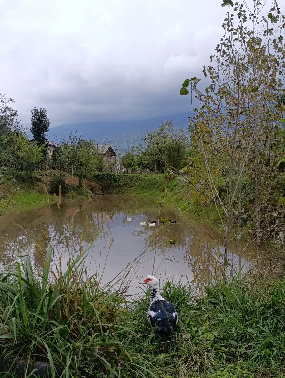 نیازمند اجاره خانه ویلایی مستقل حیاطدار اطراف رشت)|اجارهٔ خانه و ویلا|رشت, چله خانه|دیوار