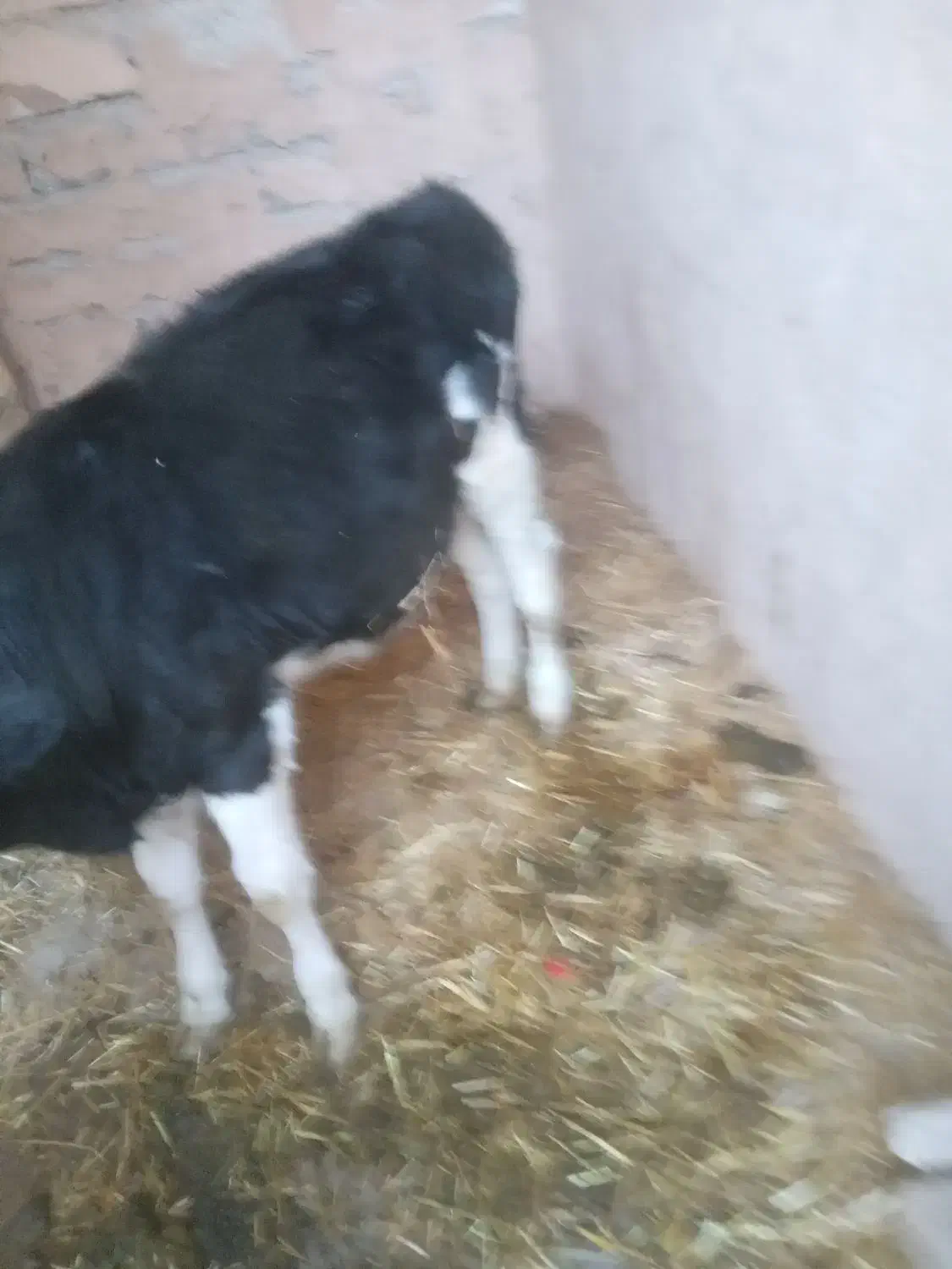 گوساله ماده ۱۳۰کیلو|حیوانات مزرعه|خمینیشهر, |دیوار