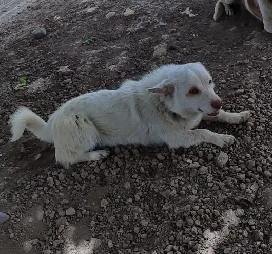 سگ پاکوتاه دزدیده شده|حیوانات|پارس‌آباد, |دیوار