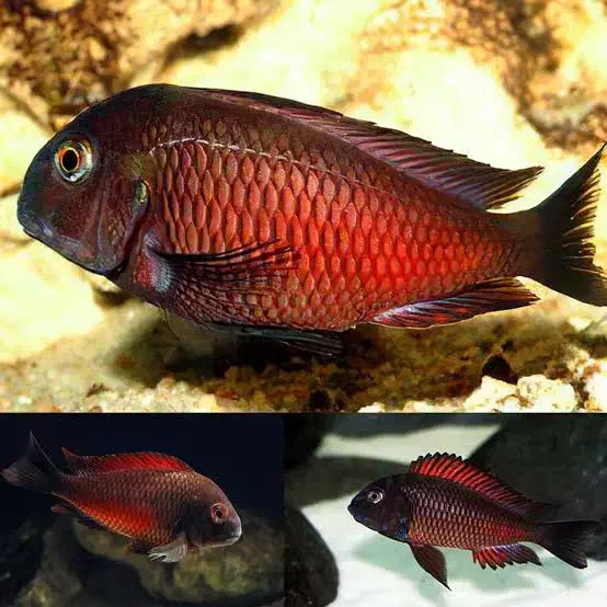 تروفئوس ردمولیرو|ماهی|اصفهان, مسجد مصلی|دیوار