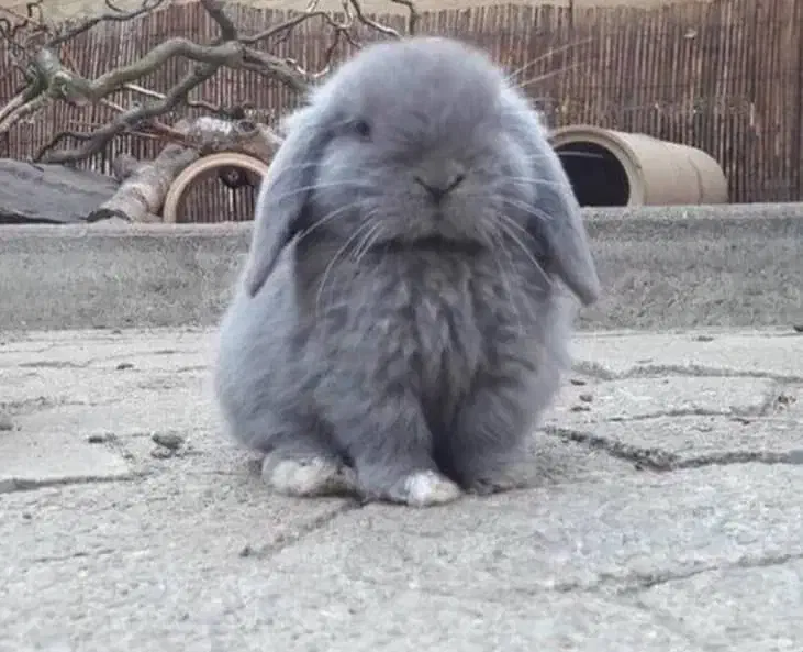 خرگوش لوپ|موش و خرگوش|رشت, شهریاران|دیوار