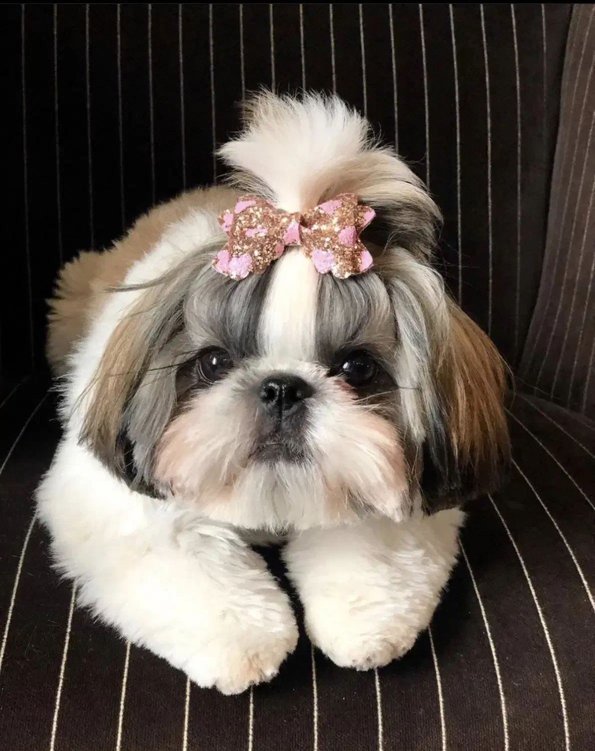 شیتزو وایت فیس|سگ|تهران, ولنجک|دیوار