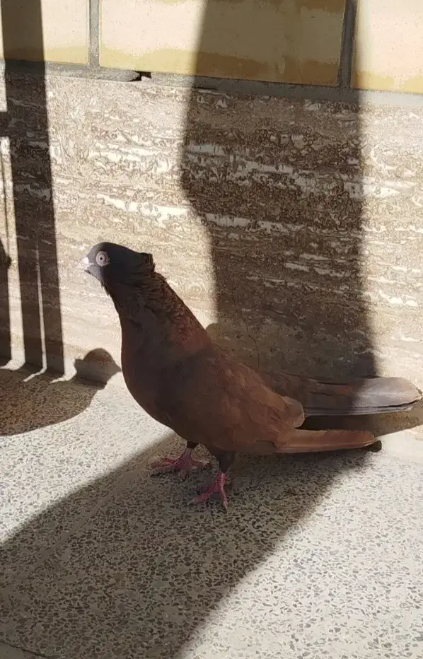 کبوتر سرخ یه سر صرب|پرنده|شهرضا, |دیوار