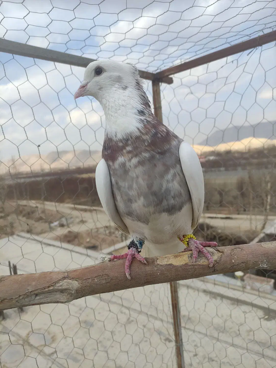 کبوتر طوقی ، هفت رنگ،گرگی ، بد رنگ|پرنده|اصفهان, محمودیه|دیوار