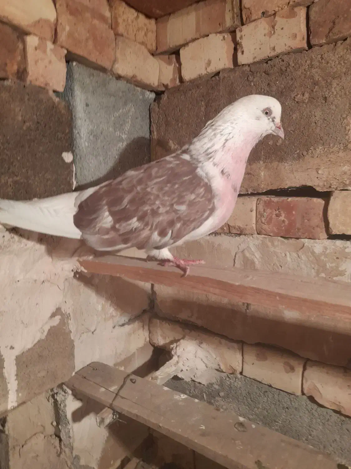 کبوتر پرشی|پرنده|ماکو, |دیوار