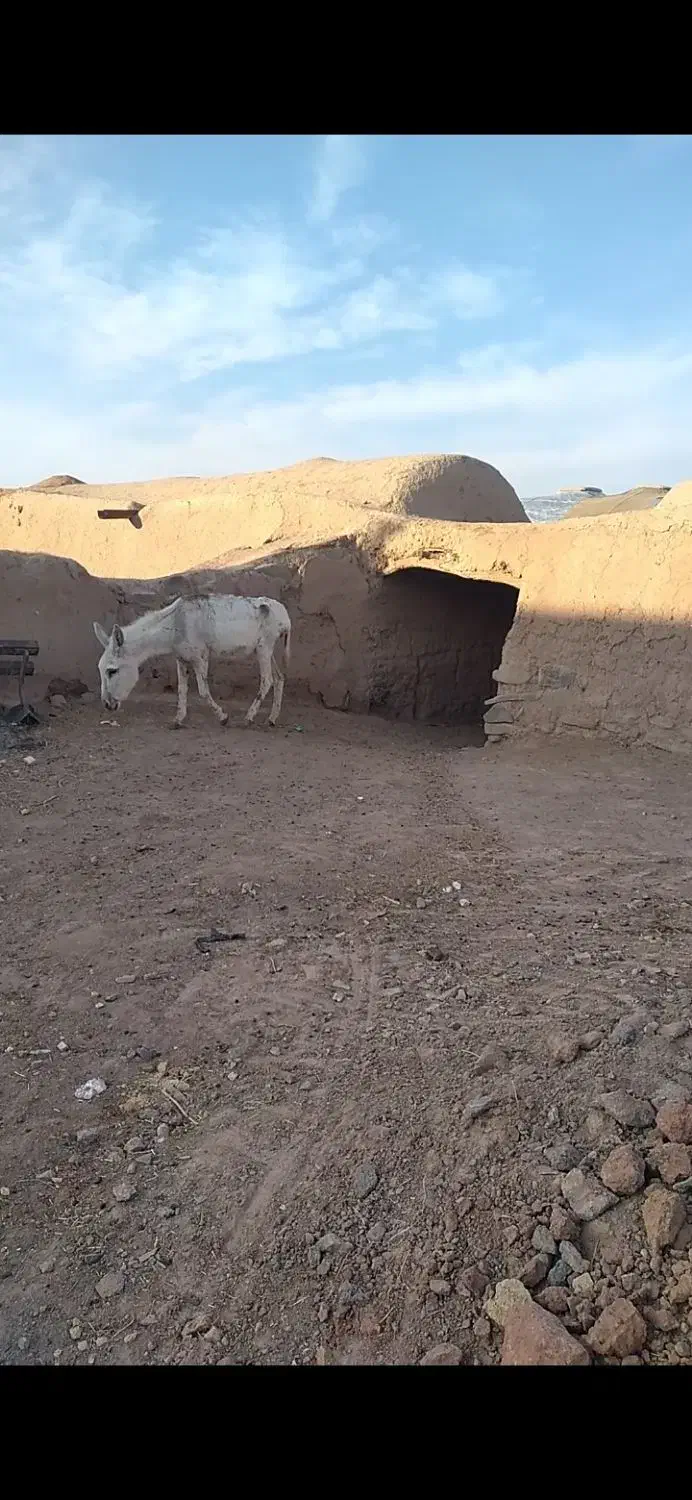 الاغ وخر گله ای|حیوانات مزرعه|تربت جام, جامرود|دیوار