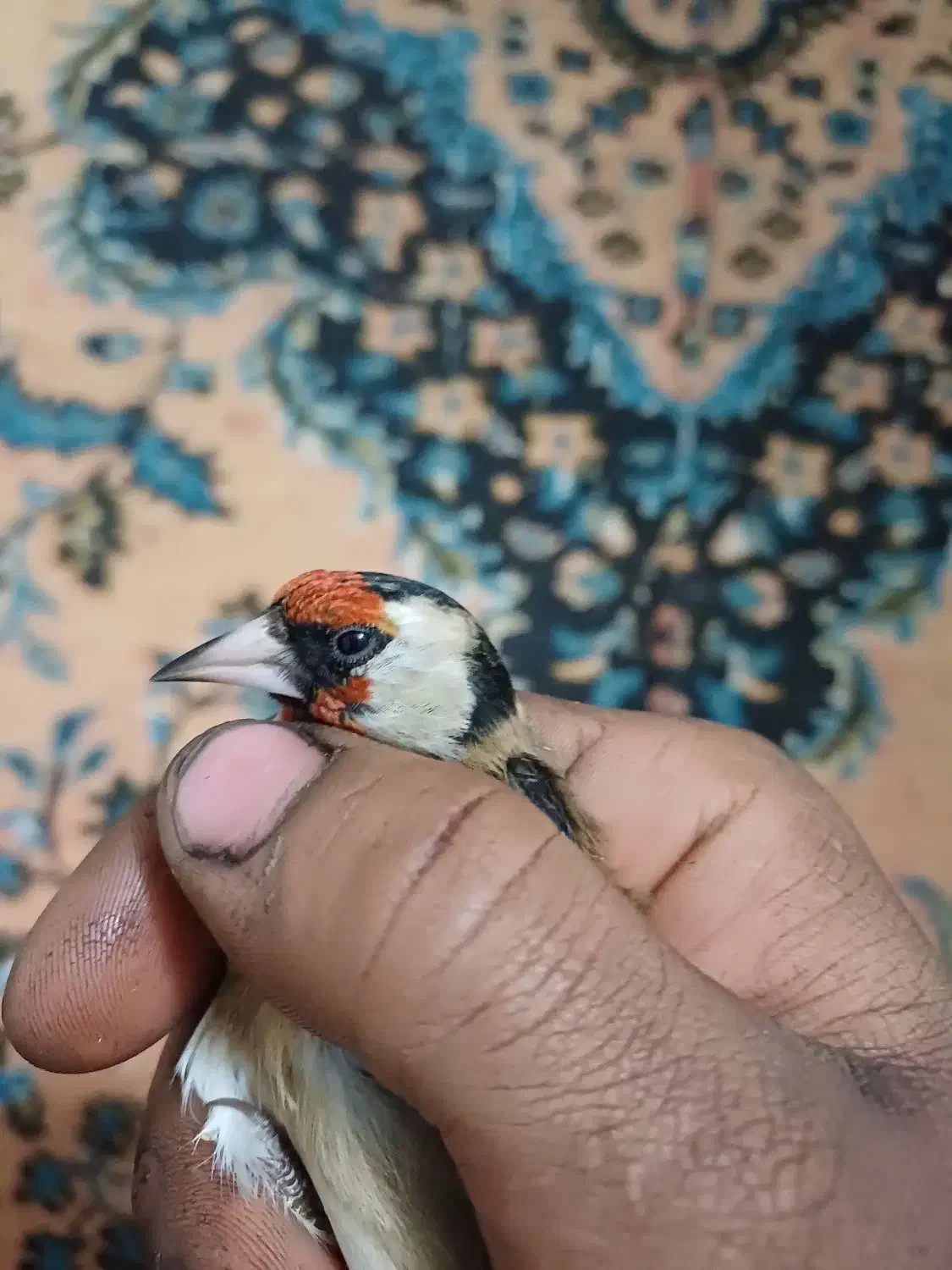 سهره چارگل کرمانی مرغ عشق قناری کوتوله عروس هلندی|پرنده|مشهد, شهید معقول|دیوار