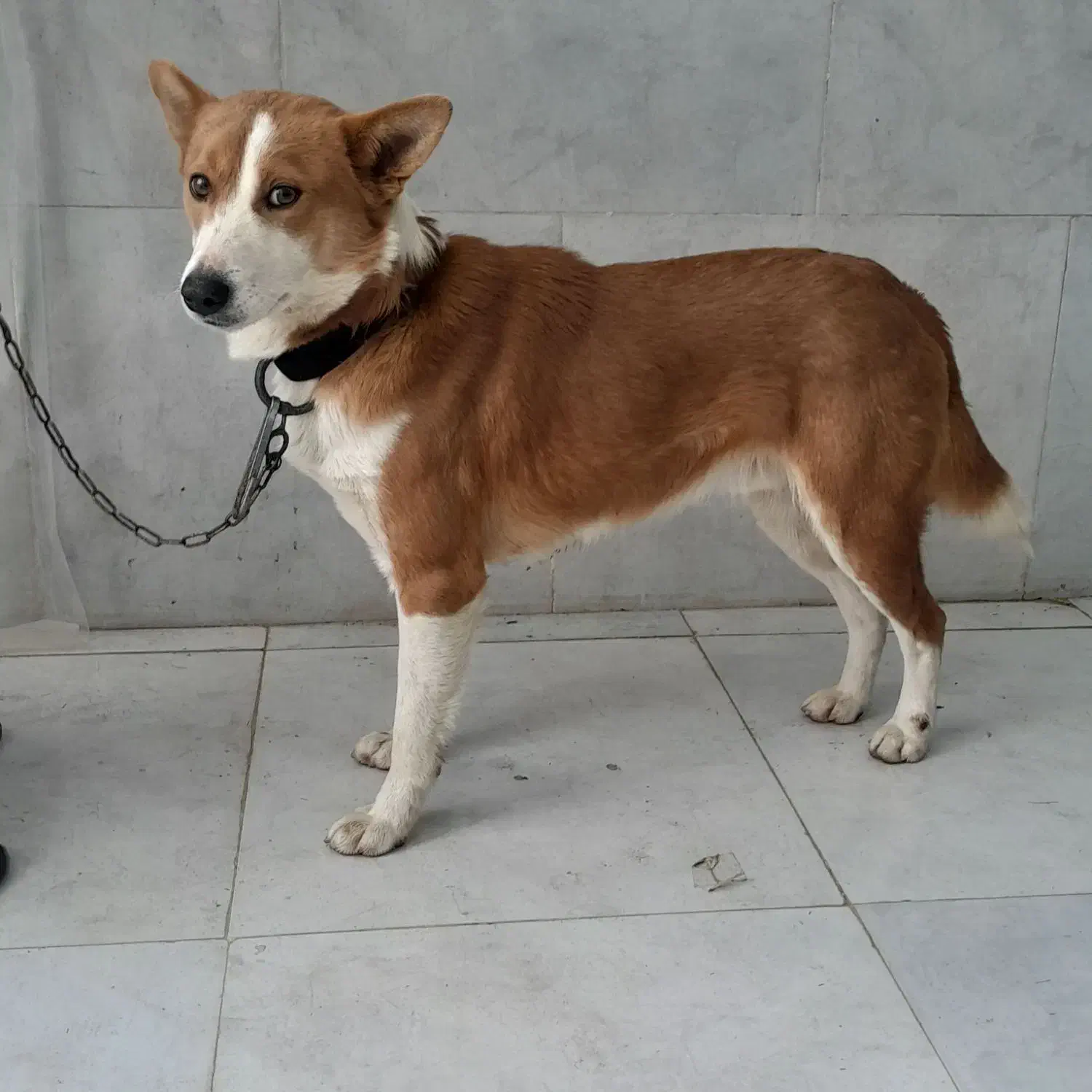 سگ هاسگی|سگ|تهران, میرداماد|دیوار