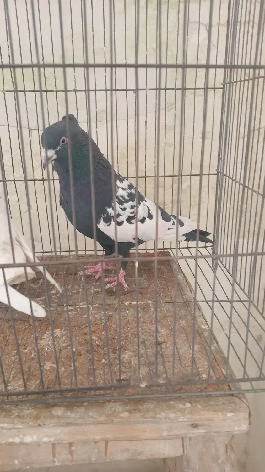 کبوتر|پرنده|مهاجران, |دیوار