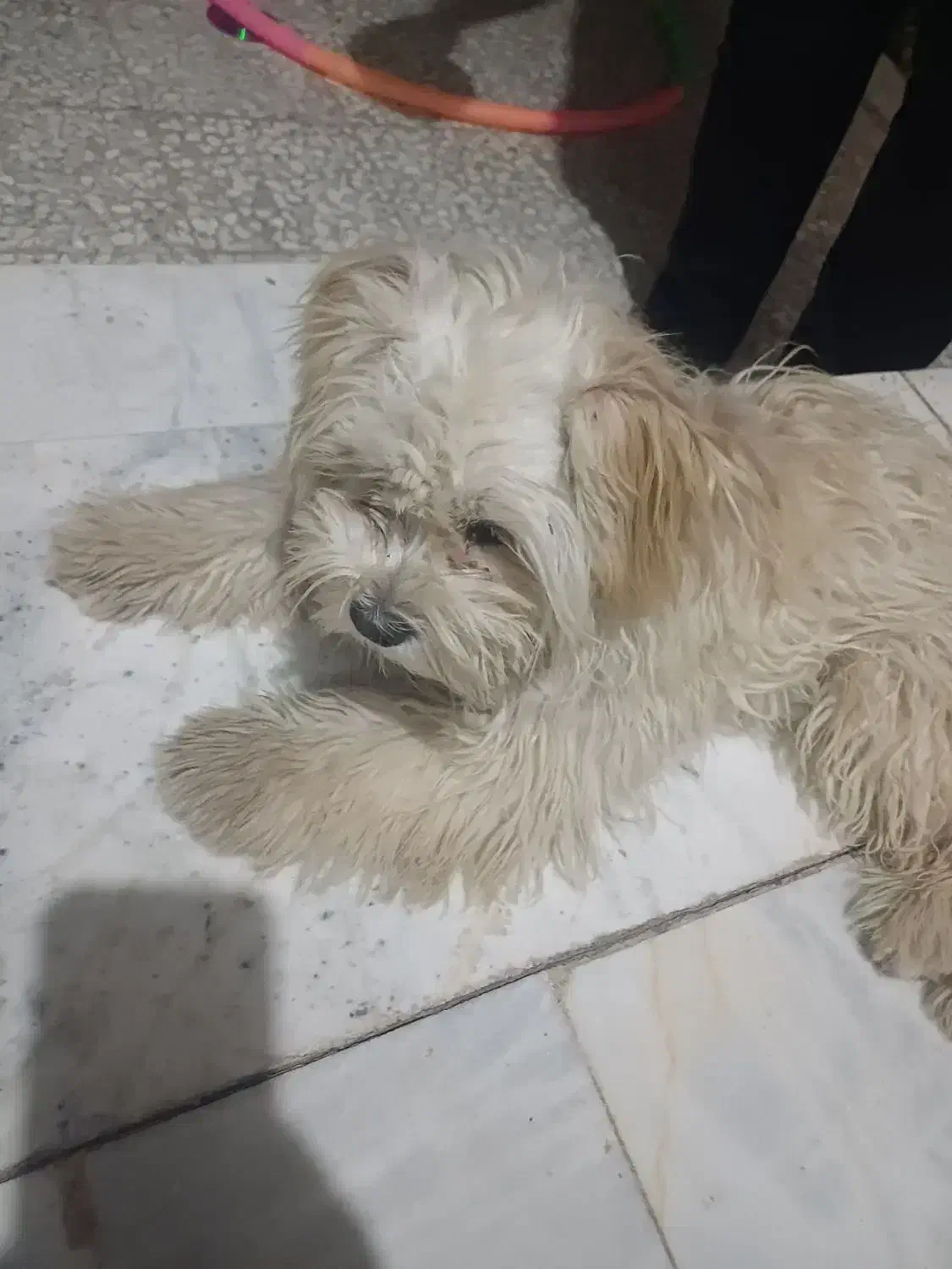 سگ شیتزو تریر|سگ|شهرضا, |دیوار