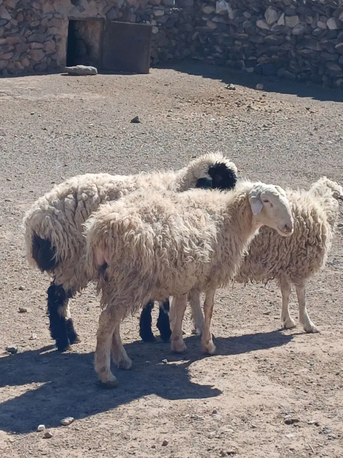 بره چاق|حیوانات مزرعه|بیرجند, |دیوار