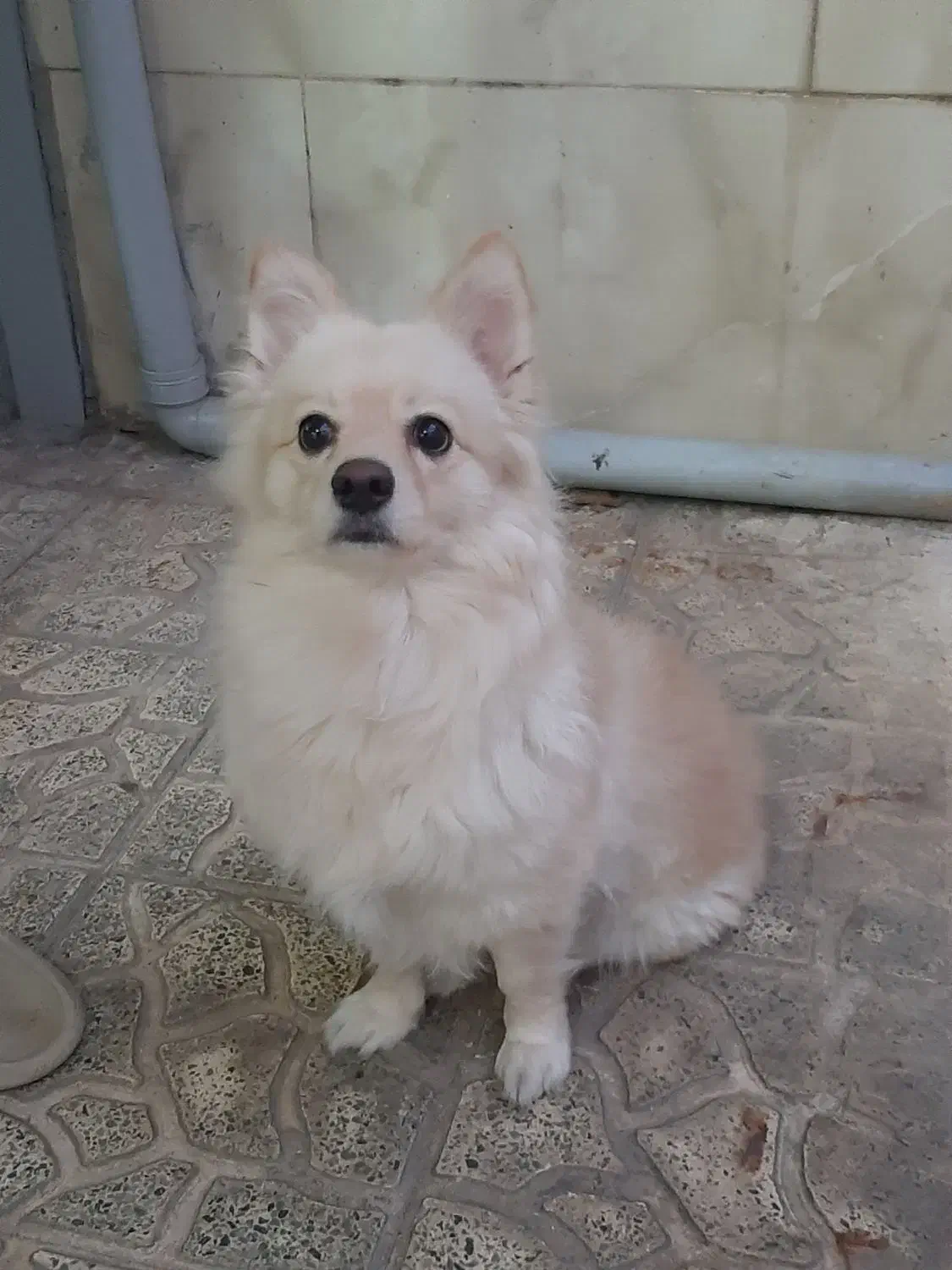 پامر اشپیتز|سگ|کرج, فاز ۲ مهرشهر|دیوار