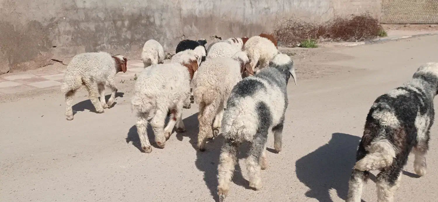 بره|حیوانات مزرعه|اهواز, منازل کارون|دیوار