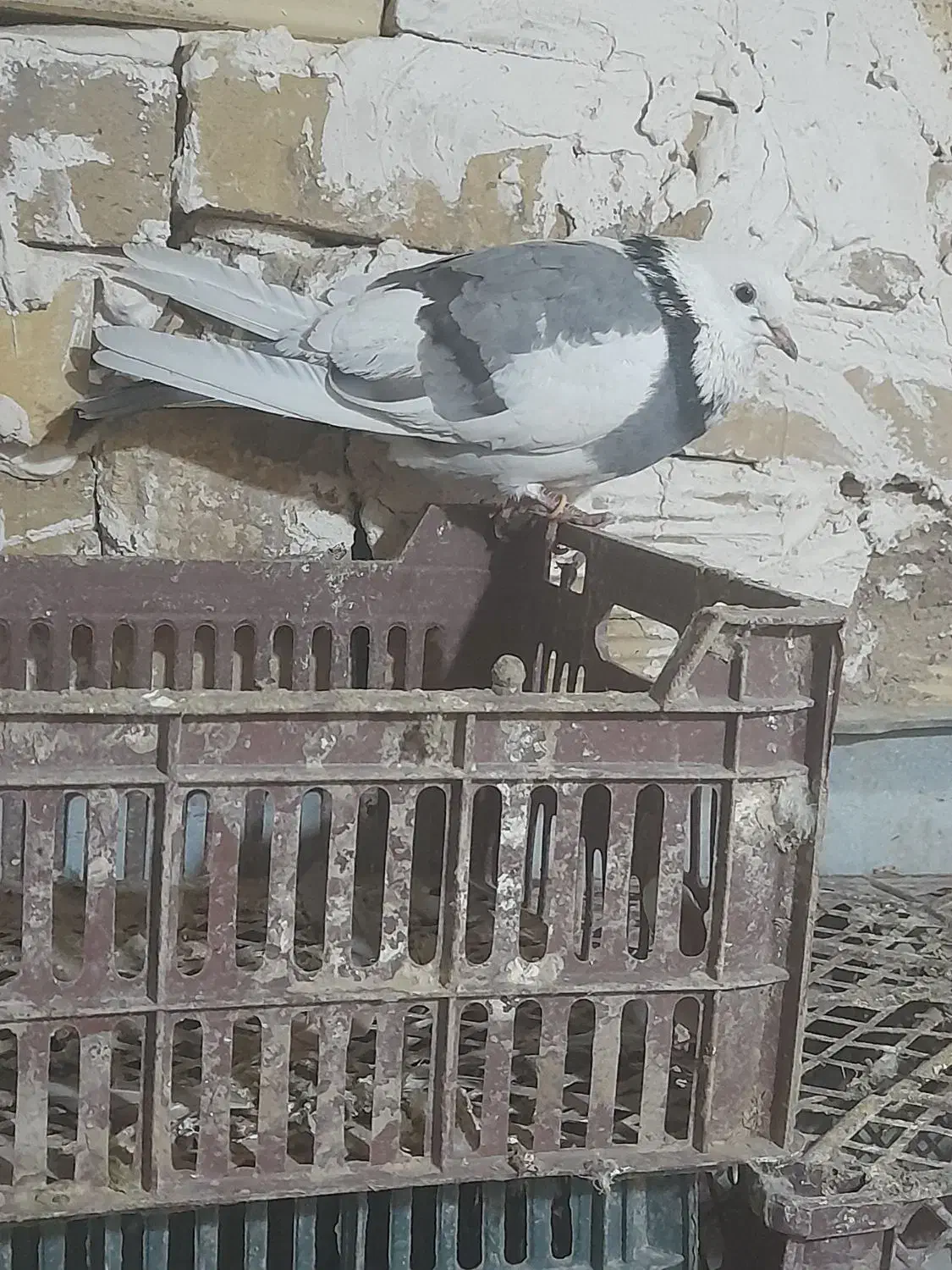 کفتر|پرنده|صائین قلعه, |دیوار