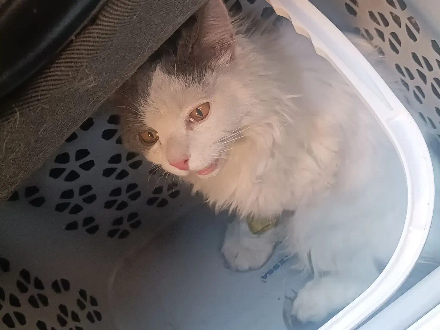 گربه پرشین اسکاتیش واگذاری رایگان|گربه|فردیس, شهرک شهید حسینی|دیوار