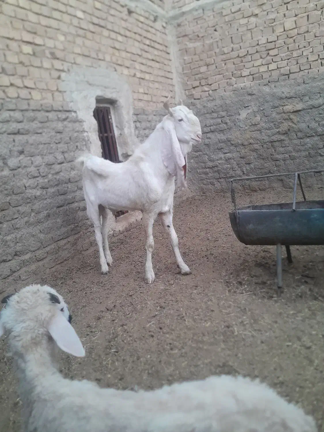 کره چپش گلابی|حیوانات مزرعه|اردکان, |دیوار