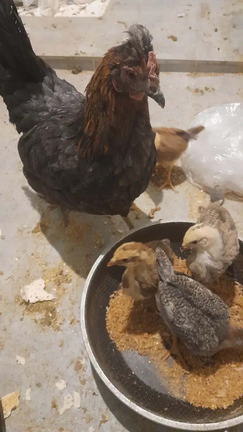 مرغ با 4 تاجوجه رسمی|پرنده|کهک, |دیوار