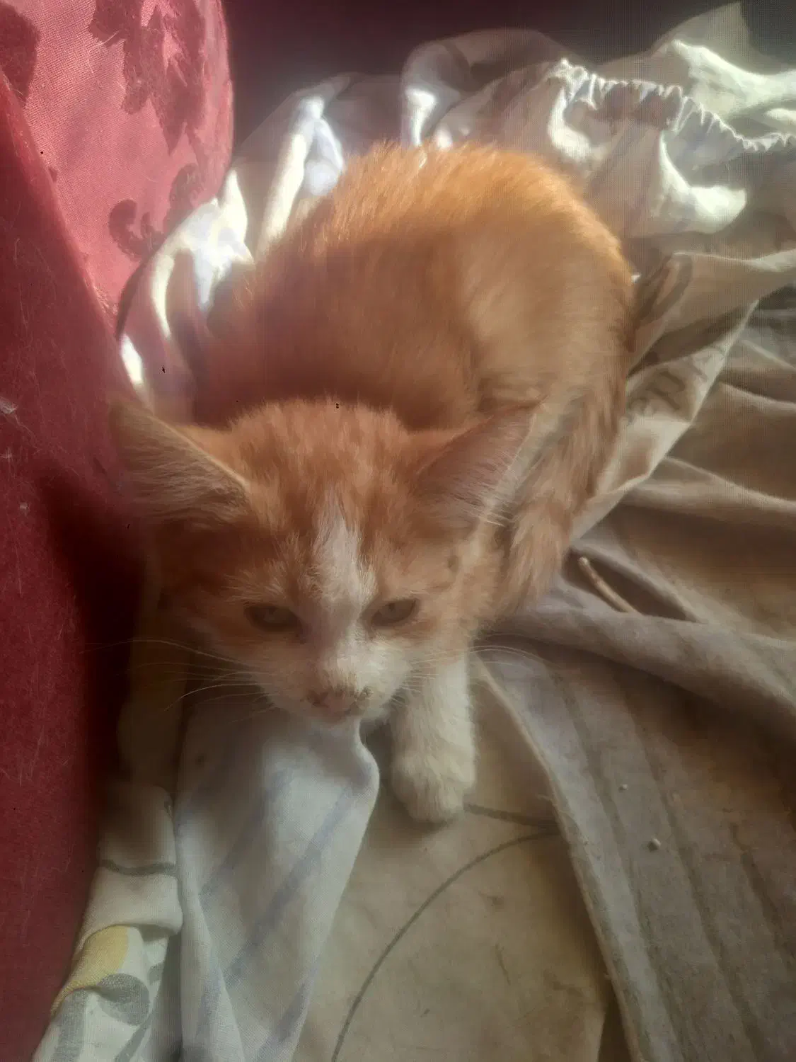 واگذاری بچه گربه|گربه|اصفهان, خانه اصفهان|دیوار