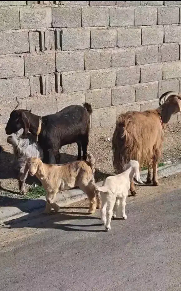 بز زاییده|حیوانات مزرعه|بیرجند, |دیوار